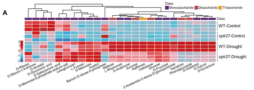 Drought-induced sugar accumulation was impaired in cpk27 mutants-1